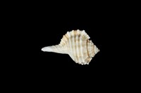 藏品(深溝象法螺)的圖片